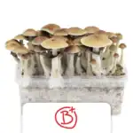 Nurweed Zuchtset 'B+'