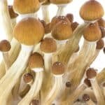 Fresh Mushrooms Zuchtset 'Ecuador' – Bild 8