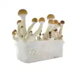 Fresh Mushrooms Zuchtset 'Golden Teacher' – Bild 3