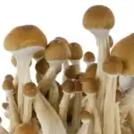 Fresh Mushrooms Zuchtset 'McKennaii' – Bild 4