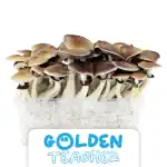 Euweed Zuchtset 'Golden Teacher'