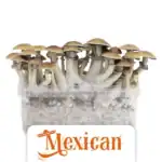 Euweed Zuchtset 'Mexican'