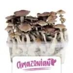 ShinyFlakes Zuchtset 'PES Amazonian'