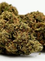 Mango Haze – Bild 3